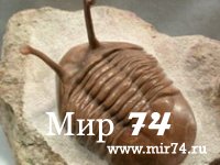 В Питере задержали посылку возрастом 400 миллионов лет