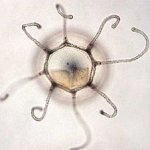 Ученые исследуют единственное бессмертное существо на планете.