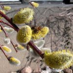 Вербное воскресенье