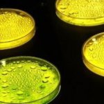 Ученые научили бактерии перерабатывать отходы в бензин