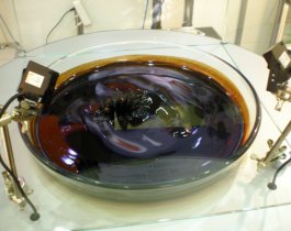 Школьникам показали наноежиков