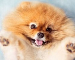 Челябинка пыталась отсудить полмиллиона рублей за «некачественного» щенка