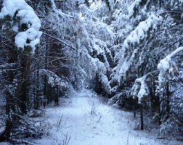 Аномальная зона? За шесть лет в Северных Печах пропали без вести четверо человек