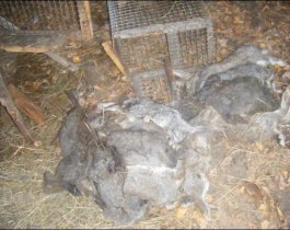 Чупакабра обескровила кроликов на домашнем подворье в Копейске