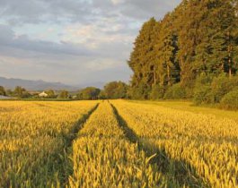 Челябинец прикинулся сельским дворником, чтобы получить соцвыплаты на 400 тысяч рублей