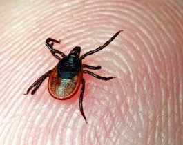 С начала года клещи покусали уже четырёх человек