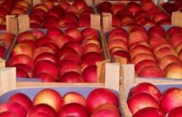 Так не доставайся же ты никому. В Челябинске уничтожили полторы тонны польских яблок