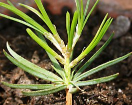 На Южном Урале бесплатно раздадут 74 тысячи хвойных деревьев