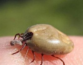 С подозрением на клещевой энцефалит госпитализированы уже 17 человек.