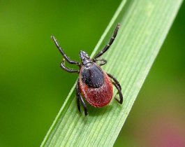 Южноуральцев атакуют клещи. Стать жертвой можно на улицах города