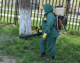 В Коркино клещи укусили почти сто человек.