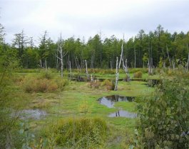 В Красноармейском районе мужчина утонул, купаясь в болоте