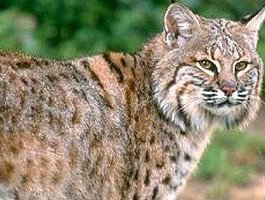 Рысь напала на сторожевую собаку и пыталась загрызть мужчину в Усть-Катаве