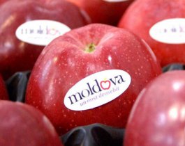 Ура, на Урале разрешили есть молдавские яблоки, абрикосы и черешню!