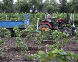 Митрополит предложил тем, кто осуждает сдачу земли в аренду китайцам, выращивать самим, но условия аренды не уточнял.