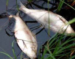 Непродуманное зарыбление пруда обернулось экологическим бедствием