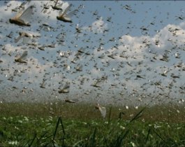 В трех районах Челябинской области ввели режим ЧС из-за саранчи