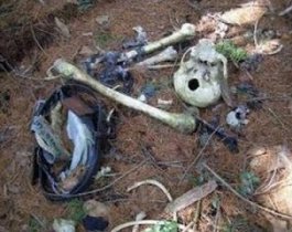 В лесу под Златоустом грибник нашел скелет с кольцом.