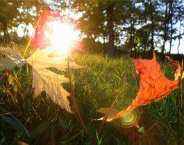 Бабье лето идет на Урал: в дневные часы воздух прогреется до плюс 20