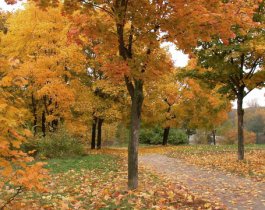 На Южном Урале золотая осень.