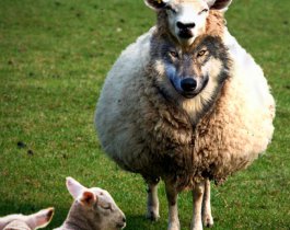 Трафик и трагедия в Египте