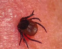 На Южном Урале стартовала вакцинация против клещевого энцефалита