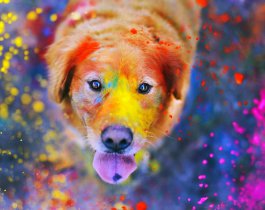 В Челябинске пройдет парад разноцветных животных