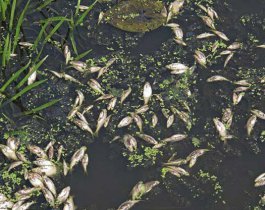 Названа причина отравления воды в Южноуральске