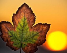 Прохладно и пасмурно. Прогноз погоды на 6 сентября