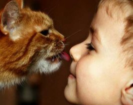 "Смертельная угроза". Гладить кошек оказалось опасно для здоровья