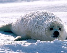 Сегодня будет солнечно. Погода в Челябинской области на 26 декабря