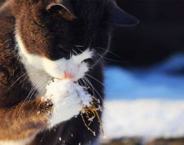 Во власти циклона. Прогноз погоды на 25 января