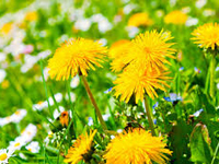 В Челябинске хотят скосить одуванчики, которые «превратили город в колхоз»