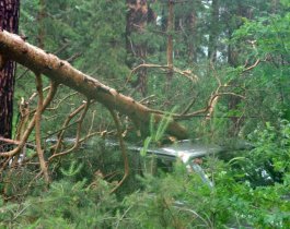 Ураган, унесший 11 жизней в Москве, может добраться и до Челябинской области