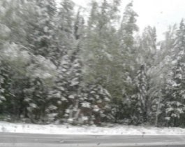 В начале лета в Челябинской области выпал снег (фото)