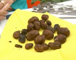 Челябинка нашла трюфели под Чебаркулем / Но готовить их не решилась