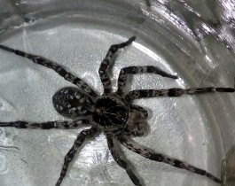 Копейск атаковали тарантулы. ФОТО