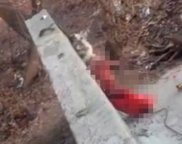 В Челябинске поймали живодера, зверски убившего хаски