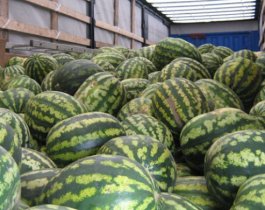 Россельхознадзор вернул в Казахстан 20 тонн замаскированных под капусту арбузов