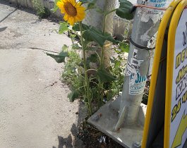 В Челябинске на шумном перекрестке прямо сквозь асфальт пробился подсолнух