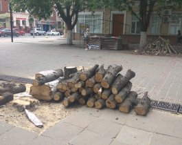 Челябинцев осчастливят насильно: на улице Воровского начали пилить деревья