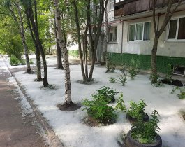  Глава Челябинска поручила обрезать тополя на улицах города