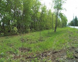  Более 170 неприжившихся деревьев заменили в Челябинске