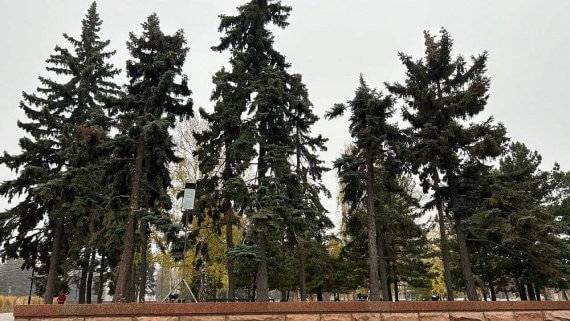 На площади Революции в Челябинске заменят восемь голубых елей