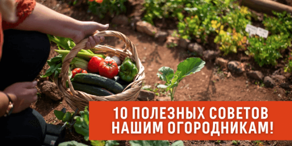 Сад и огород