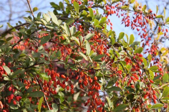 Барбарис обыкновенный