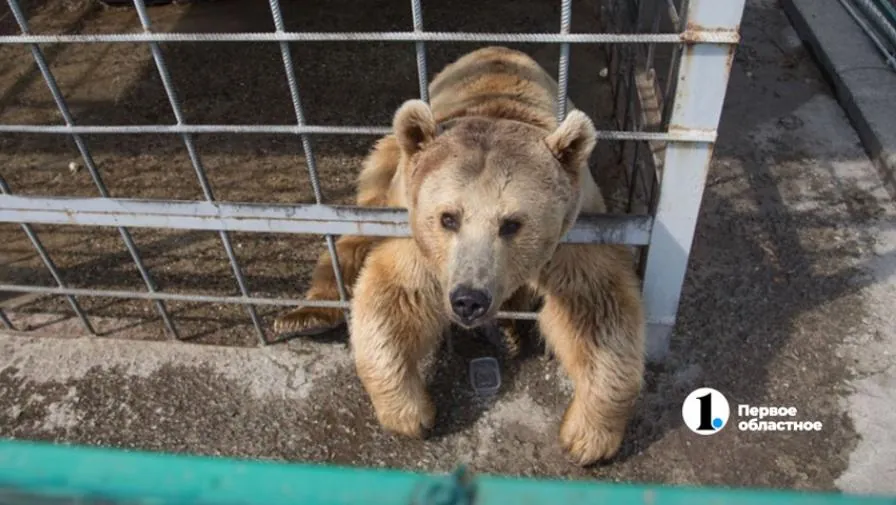 Челябинский эколог предложил ввести в России «медвежью опасность»