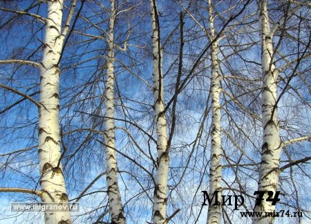 В Челябинске незаконно вырубили березовую рощу